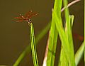 _MG_4022 dragonfly.jpg