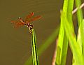 _MG_4026 dragonfly.jpg