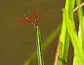 _MG_4027 dragonfly.jpg