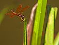 _MG_4034 dragonfly.jpg