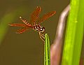 _MG_4043 dragonfly.jpg