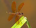 _MG_4055 dragonfly.jpg