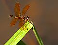 _MG_4056 dragonfly.jpg