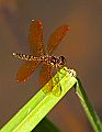 _MG_4058 dragonfly.jpg