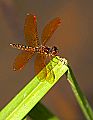 _MG_4061 dragonfly.jpg