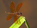 _MG_4062 dragonfly.jpg