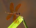 _MG_4065 dragonfly.jpg