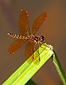 _MG_4082 dragonfly.jpg