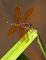 _MG_4085 dragonfly.jpg