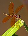 _MG_4094 dragonfly.jpg