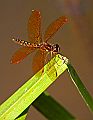 _MG_4095 dragonfly.jpg
