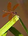 _MG_4098 dragonfly.jpg
