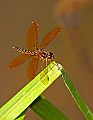 _MG_4124 dragonfly.jpg