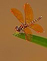 _MG_4138 dragonfly.jpg