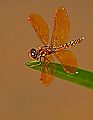 _MG_4170 dragonfly.jpg