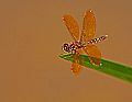 _MG_4172 dragonfly.jpg