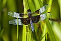 _MG_4189 dragonfly.jpg