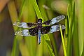 _MG_4194 dragonfly.jpg