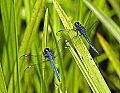 _MG_4198 dragonflies.jpg