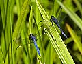 _MG_4199 dragonflies.jpg
