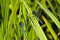 _MG_4208 dragonflies.jpg