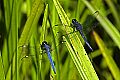 _MG_4227 dragonflies.jpg