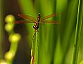 _MG_4234 dragonfly.jpg