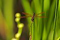 _MG_4237 dragonfly.jpg