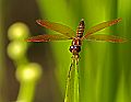 _MG_4241 dragonfly.jpg