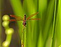 _MG_4253 dragonfly.jpg