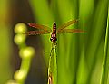 _MG_4255 dragonfly.jpg