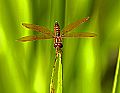_MG_4266 dragonfly.jpg
