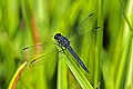 _MG_4315 dragonfly.jpg