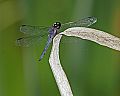 _MG_4320 dragonfly.jpg