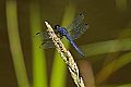 _MG_4325 dragonfly.jpg