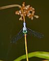 _MG_4331 dragonfly.jpg
