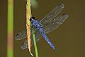 _MG_4334 dragonfly.jpg