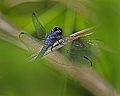 _MG_4336 dragonfly.jpg