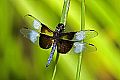 _MG_4344 dragonfly.jpg