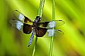 _MG_4346 dragonfly.jpg