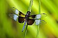 _MG_4348 dragonfly.jpg