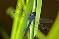 _MG_4352 dragonfly.jpg