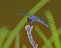 _MG_4355 dragonfly.jpg