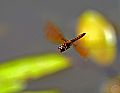 _MG_4362 dragonfly.jpg