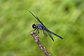 _MG_4371 dragonfly.jpg