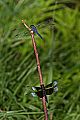 _MG_4375 dragonflies.jpg