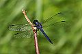 _MG_4380 dragonfly.jpg