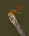 _MG_4385 dragonfly.jpg