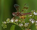 _MG_4394 dragonfly.jpg