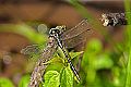 _MG_4397 dragonfly.jpg
